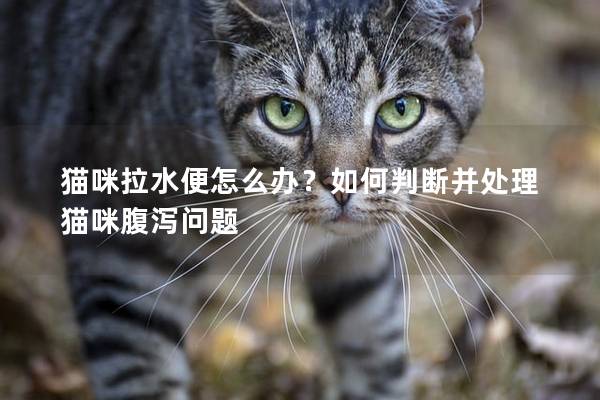 猫咪拉水便怎么办？如何判断并处理猫咪腹泻问题