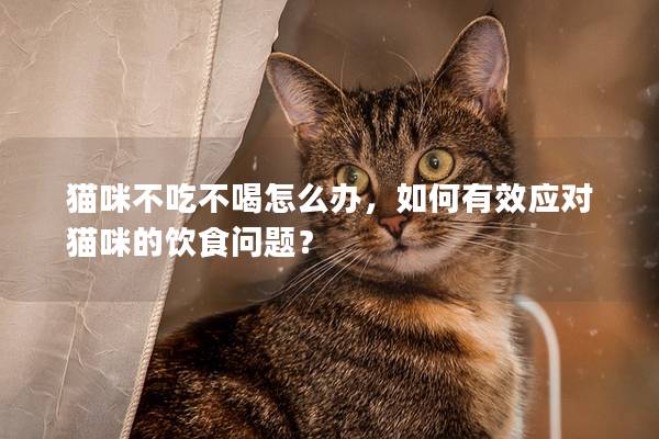 猫咪不吃不喝怎么办，如何有效应对猫咪的饮食问题？