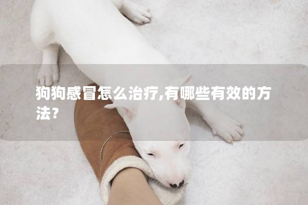 狗狗感冒怎么治疗,有哪些有效的方法？