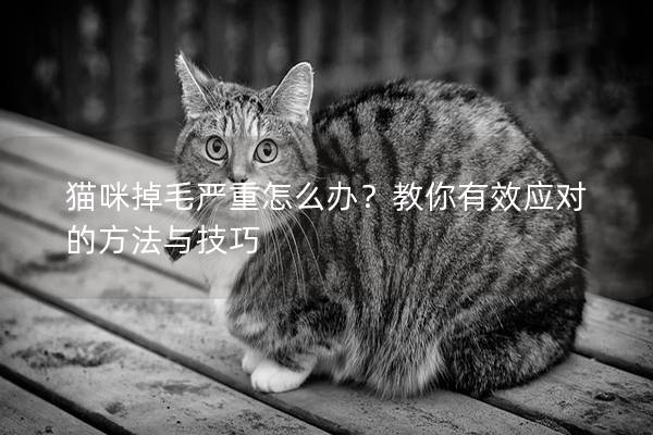 猫咪掉毛严重怎么办？教你有效应对的方法与技巧