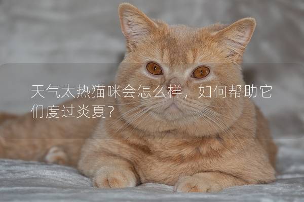 天气太热猫咪会怎么样，如何帮助它们度过炎夏？