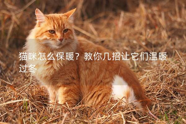 猫咪怎么保暖？教你几招让它们温暖过冬