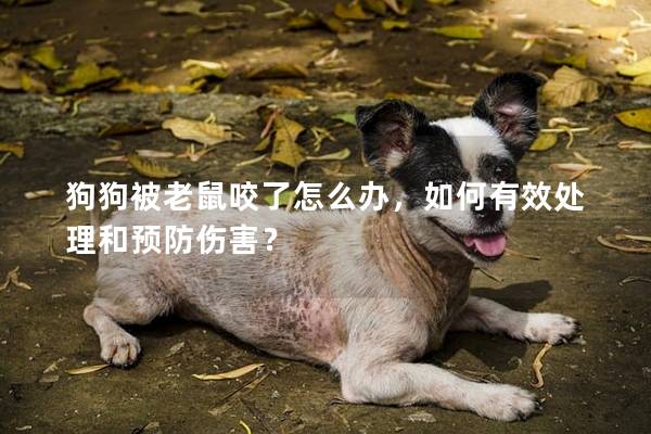 狗狗被老鼠咬了怎么办，如何有效处理和预防伤害？