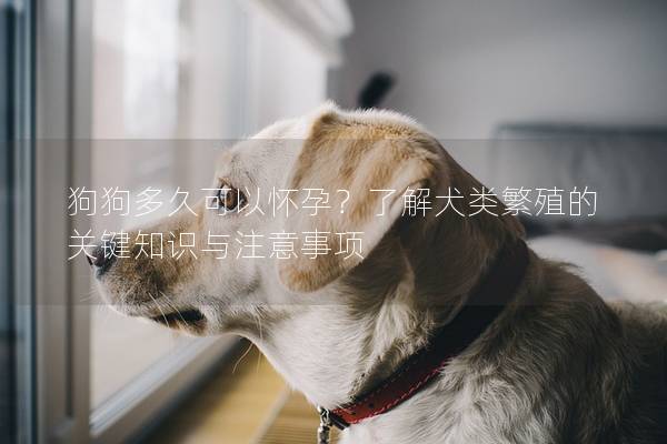 狗狗多久可以怀孕？了解犬类繁殖的关键知识与注意事项