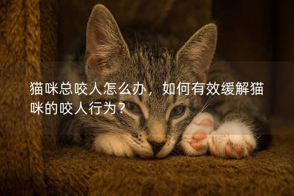 猫咪总咬人怎么办，如何有效缓解猫咪的咬人行为？