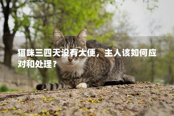 猫咪三四天没有大便，主人该如何应对和处理？