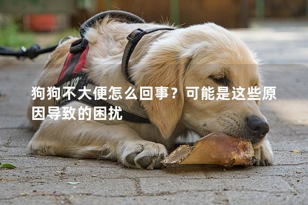 狗狗不大便怎么回事？可能是这些原因导致的困扰