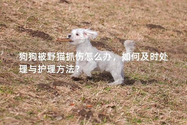 狗狗被野猫抓伤怎么办，如何及时处理与护理方法？