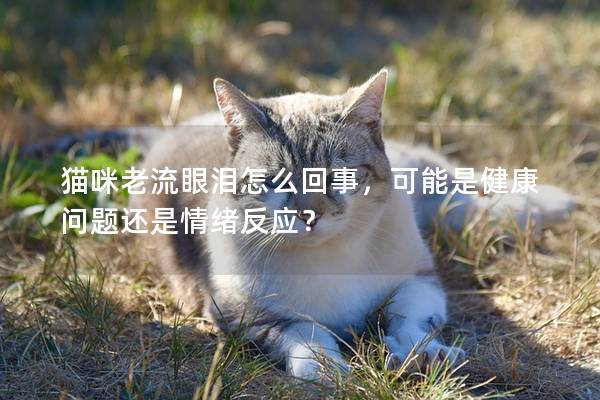 猫咪老流眼泪怎么回事，可能是健康问题还是情绪反应？