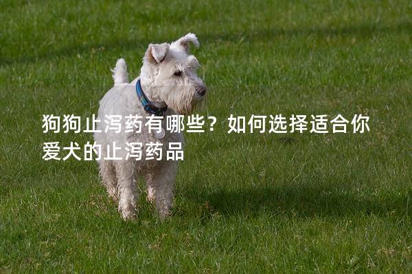 狗狗止泻药有哪些？如何选择适合你爱犬的止泻药品