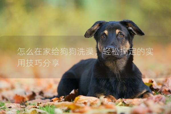 怎么在家给狗狗洗澡，轻松搞定的实用技巧分享