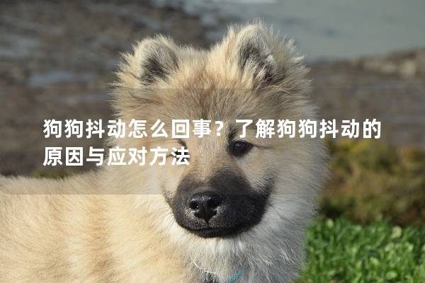 狗狗抖动怎么回事？了解狗狗抖动的原因与应对方法