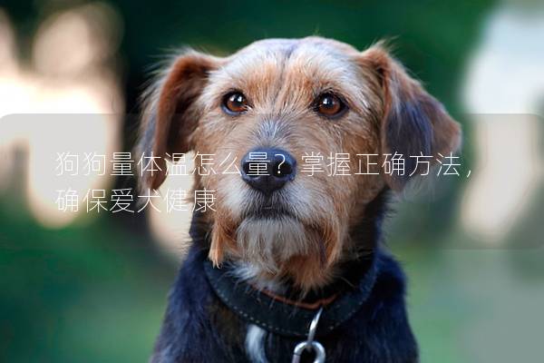 狗狗量体温怎么量？掌握正确方法，确保爱犬健康