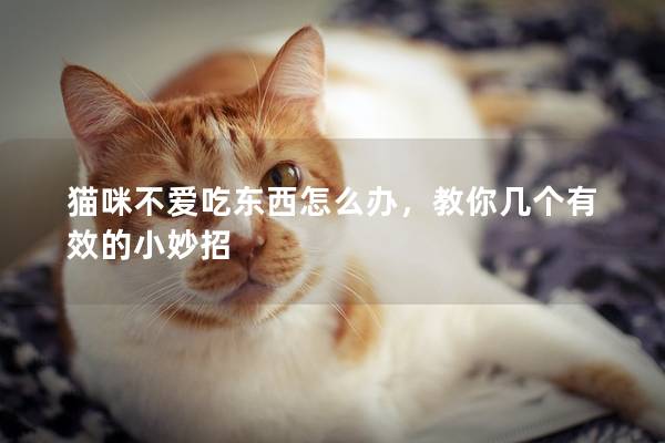 猫咪不爱吃东西怎么办，教你几个有效的小妙招