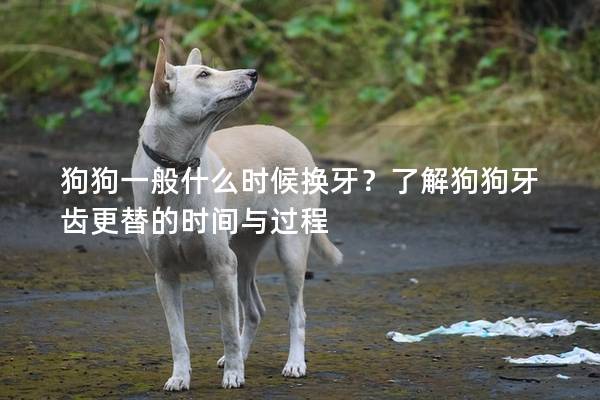 狗狗一般什么时候换牙？了解狗狗牙齿更替的时间与过程