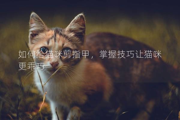 如何给猫咪剪指甲，掌握技巧让猫咪更乖巧