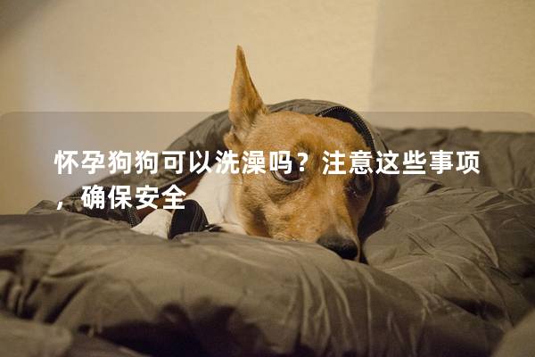 怀孕狗狗可以洗澡吗？注意这些事项，确保安全