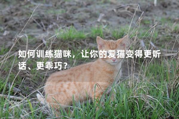 如何训练猫咪，让你的爱猫变得更听话、更乖巧？