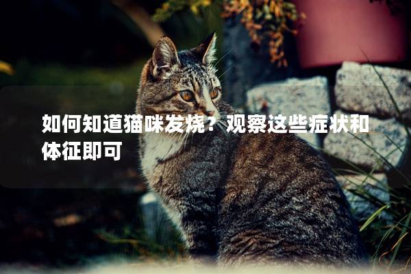 如何知道猫咪发烧？观察这些症状和体征即可