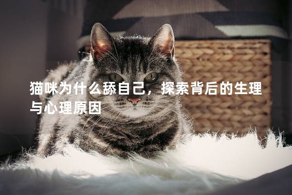 猫咪为什么舔自己，探索背后的生理与心理原因