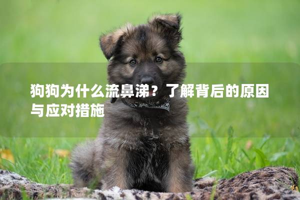 狗狗为什么流鼻涕？了解背后的原因与应对措施