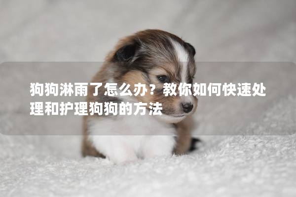 狗狗淋雨了怎么办？教你如何快速处理和护理狗狗的方法