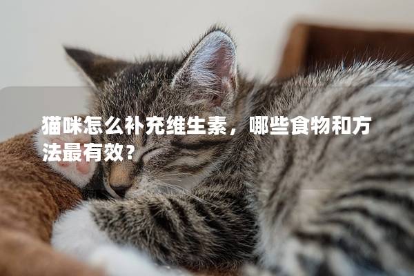 猫咪怎么补充维生素，哪些食物和方法最有效？