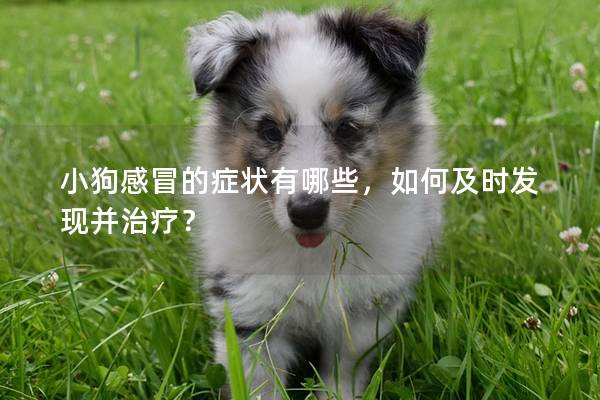 小狗感冒的症状有哪些，如何及时发现并治疗？