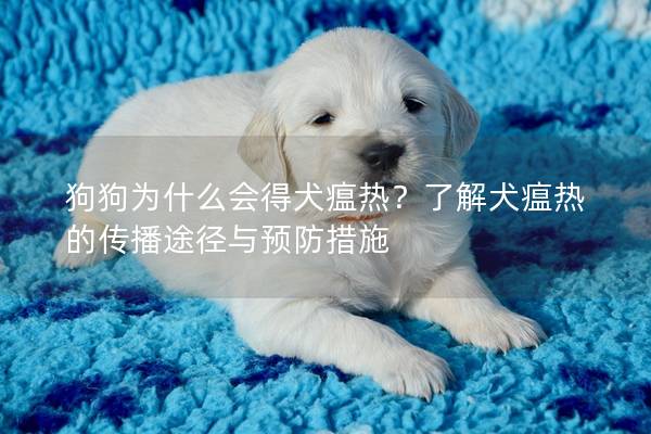 狗狗为什么会得犬瘟热？了解犬瘟热的传播途径与预防措施