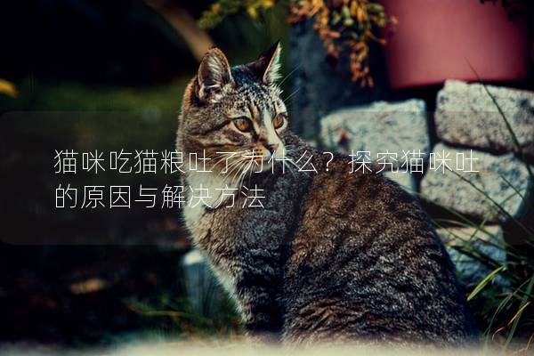 猫咪吃猫粮吐了为什么？探究猫咪吐的原因与解决方法