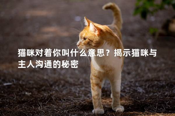 猫咪对着你叫什么意思？揭示猫咪与主人沟通的秘密