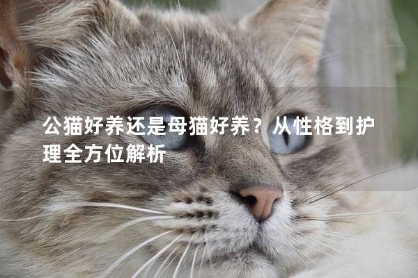 公猫好养还是母猫好养？从性格到护理全方位解析