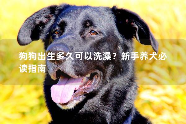 狗狗出生多久可以洗澡？新手养犬必读指南