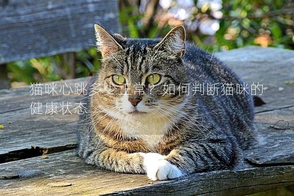 猫咪心跳多少正常？如何判断猫咪的健康状态