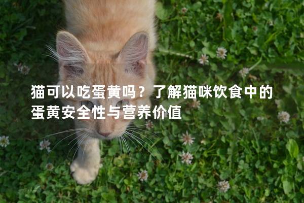 猫可以吃蛋黄吗？了解猫咪饮食中的蛋黄安全性与营养价值