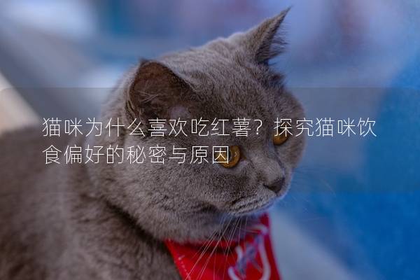 猫咪为什么喜欢吃红薯？探究猫咪饮食偏好的秘密与原因