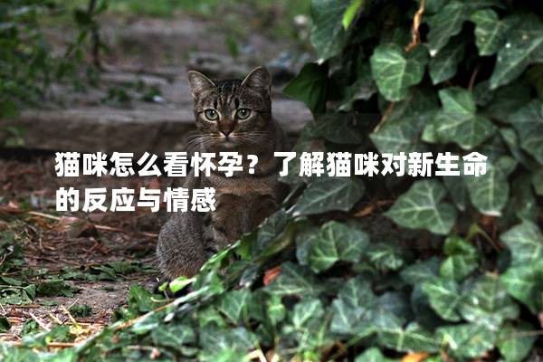 猫咪怎么看怀孕？了解猫咪对新生命的反应与情感