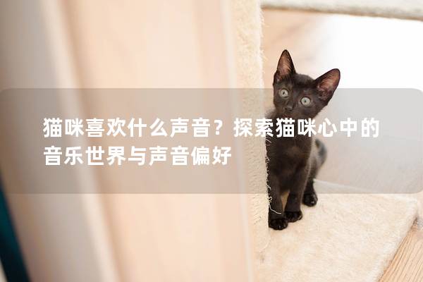 猫咪喜欢什么声音？探索猫咪心中的音乐世界与声音偏好