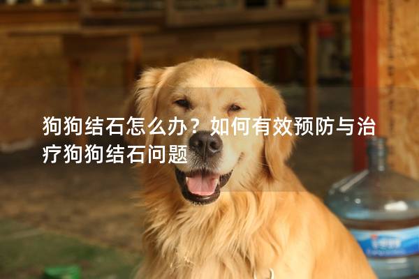 狗狗结石怎么办？如何有效预防与治疗狗狗结石问题