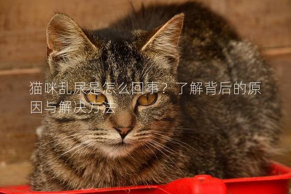 猫咪乱尿是怎么回事？了解背后的原因与解决方法