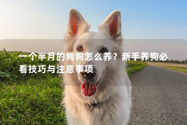 一个半月的狗狗怎么养？新手养狗必看技巧与注意事项