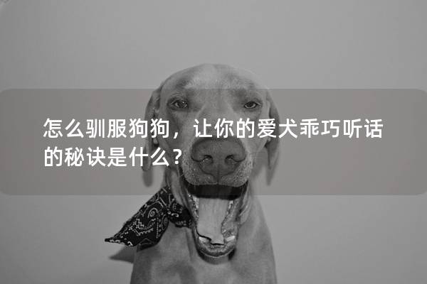 怎么驯服狗狗，让你的爱犬乖巧听话的秘诀是什么？