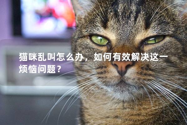 猫咪乱叫怎么办，如何有效解决这一烦恼问题？