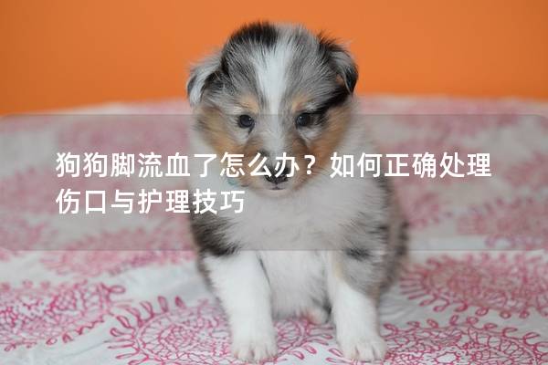 狗狗脚流血了怎么办？如何正确处理伤口与护理技巧