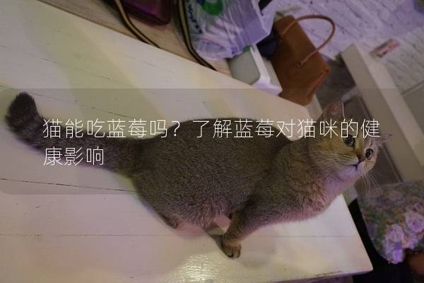 猫能吃蓝莓吗？了解蓝莓对猫咪的健康影响