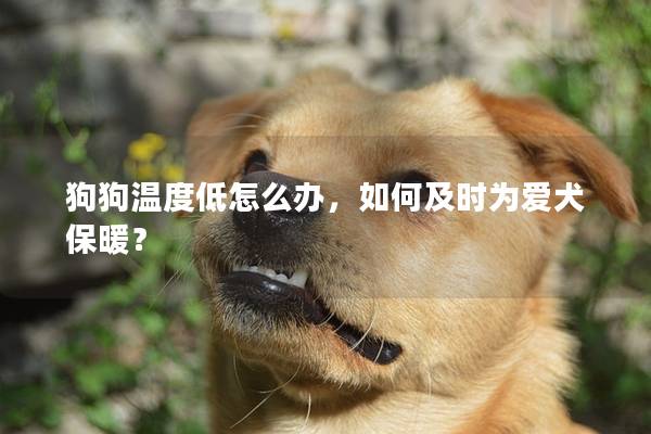 狗狗温度低怎么办，如何及时为爱犬保暖？