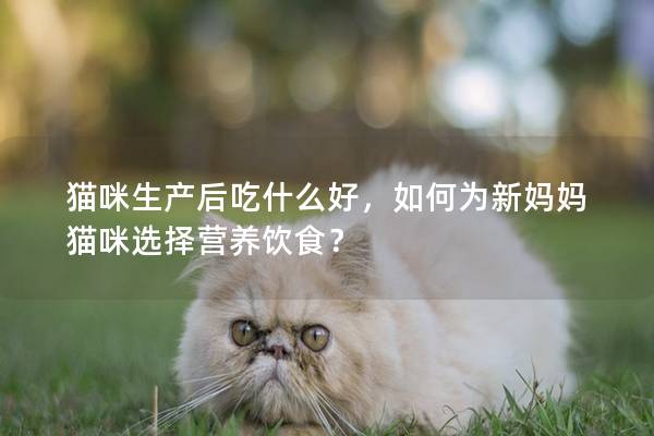 猫咪生产后吃什么好，如何为新妈妈猫咪选择营养饮食？