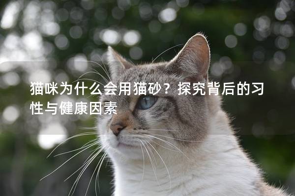 猫咪为什么会用猫砂？探究背后的习性与健康因素