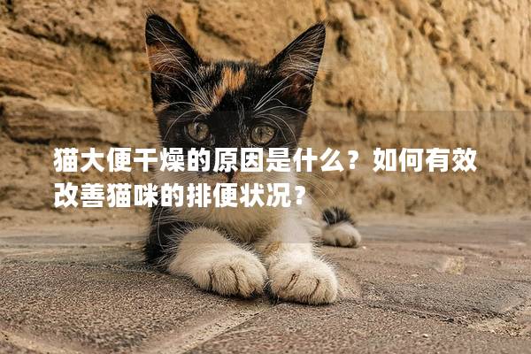 猫大便干燥的原因是什么？如何有效改善猫咪的排便状况？