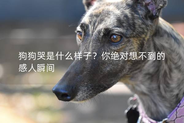 狗狗哭是什么样子？你绝对想不到的感人瞬间